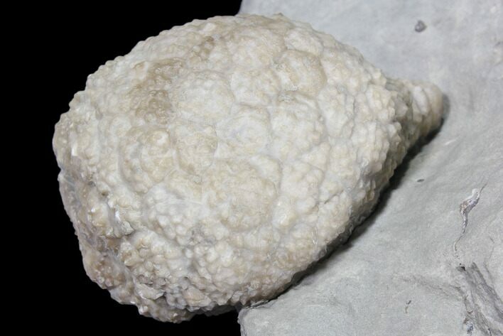 Cystoid Fossil (Holocystites) on Rock - Indiana #85695